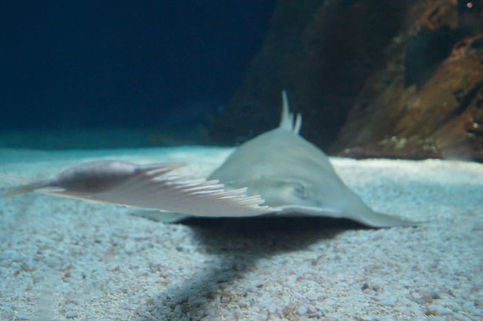 sawfish snout