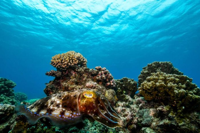 A cuttlefish blending seamlessly into a coral reef.