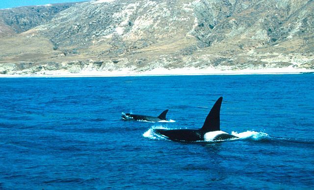 Orcas_off_Santa_Rosa_island