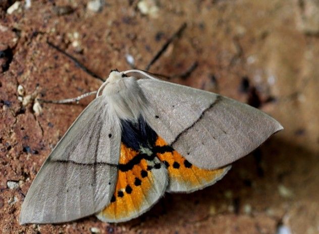 moth