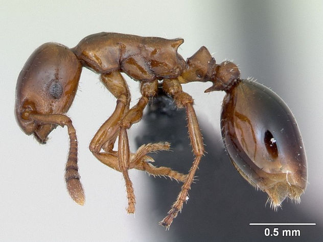 Formicoxenus nitidulus