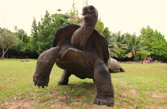 6_Turtle