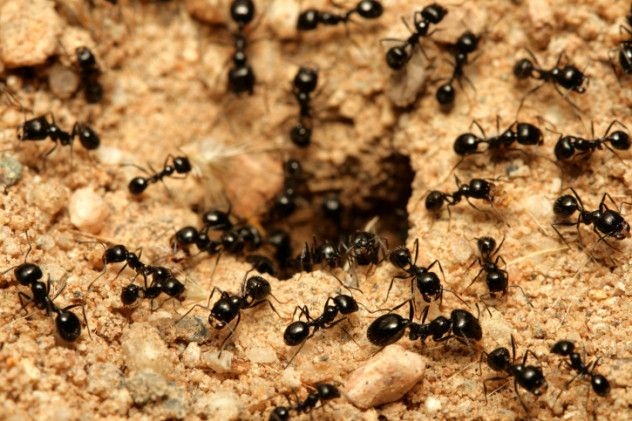 ants