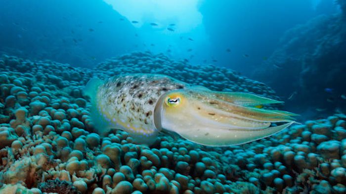 Cuttlefish possess remarkable camouflage abilities.