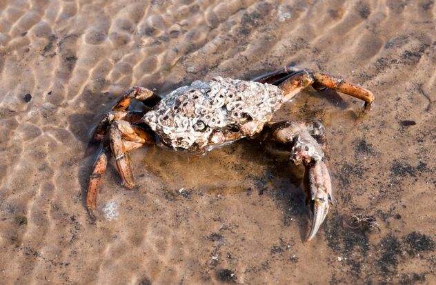 10_GreenCrab