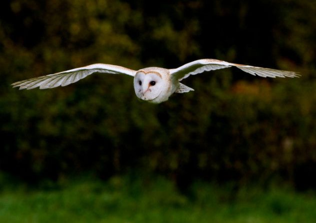 Barn owl in flight