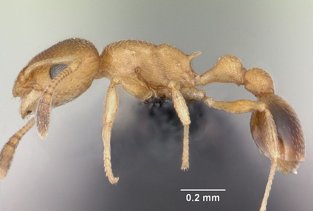 Cardiocondyla obscurior