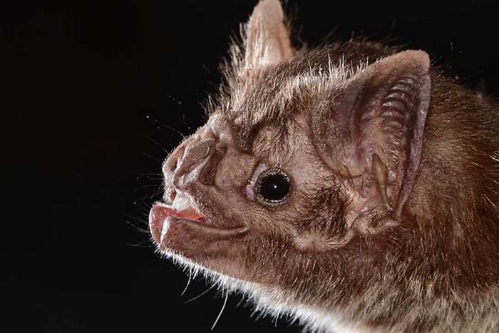 A close-up profile shot of a vampire bat against a black background.