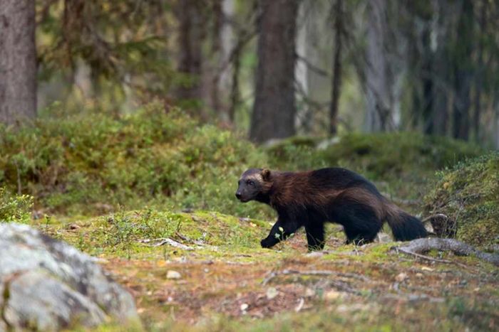 A wolverine traverses the boreal forest.
