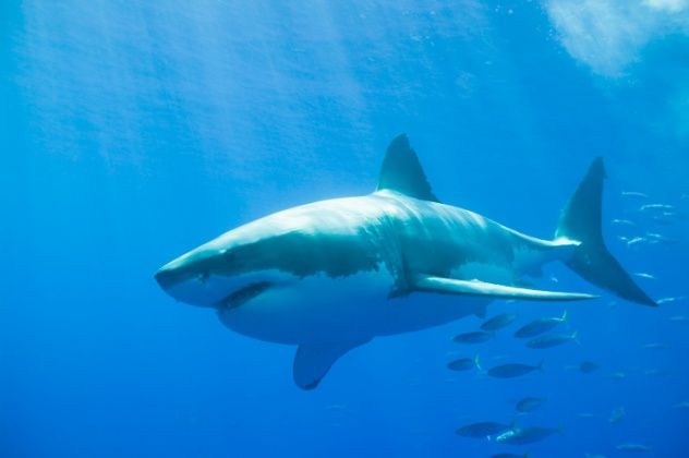 Great White Shark