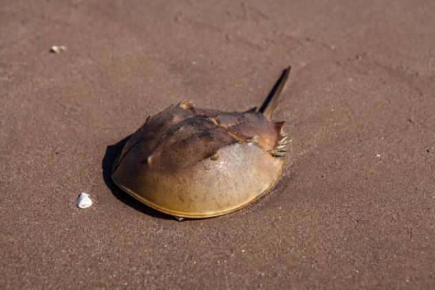 Horseshoe Crab