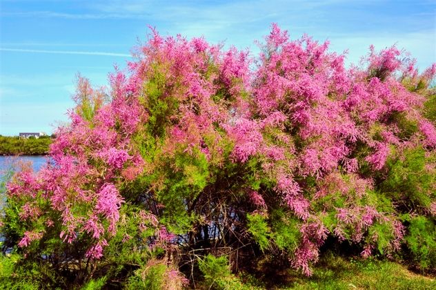 7_Tamarisk