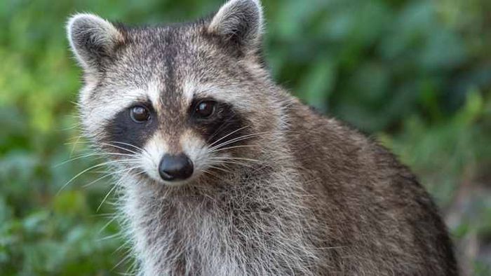 Raccoons are clever, nimble, and often found in your trash cans.