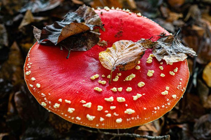 A top view of a large fly agaric mushroom.