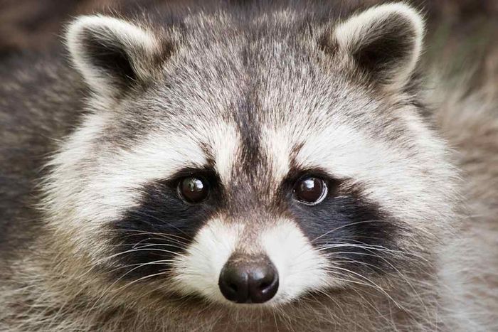 Close-up of an adorable raccoon face