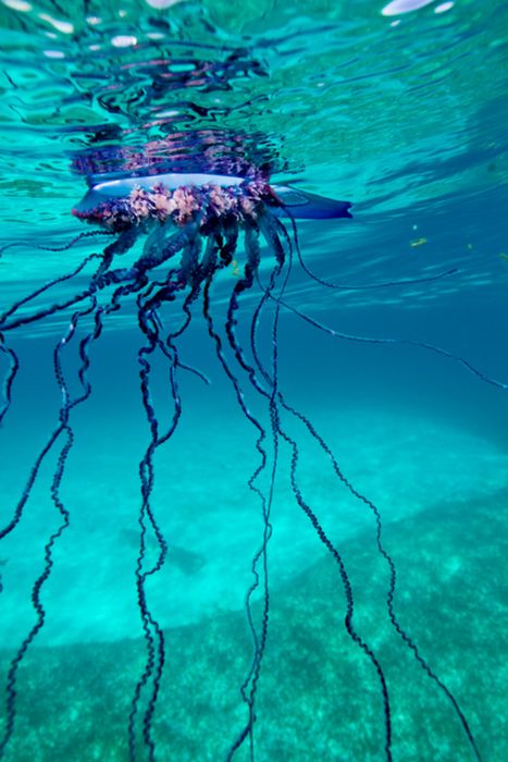 Portuguese Man O' War tentacles beneath the water's surface