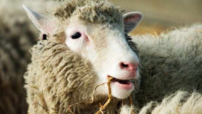 In 1997, Dolly the sheep sparked an overwhelming media storm.