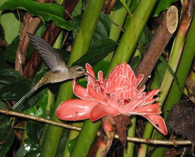 10 long-billed hermit