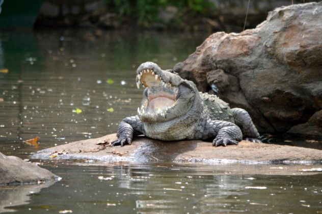 Crocosmile