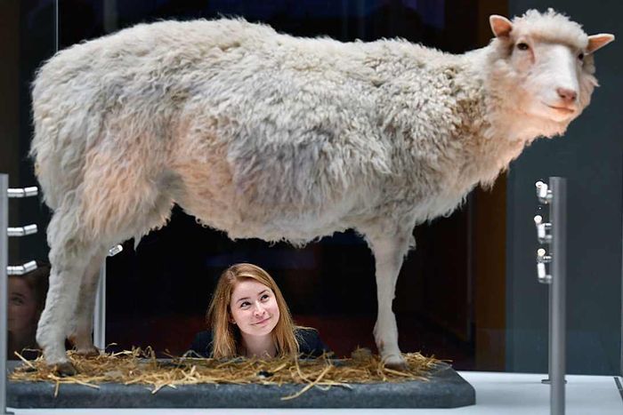 Dolly the taxidermied sheep is now on display at the National Museum of Scotland in Edinburgh.