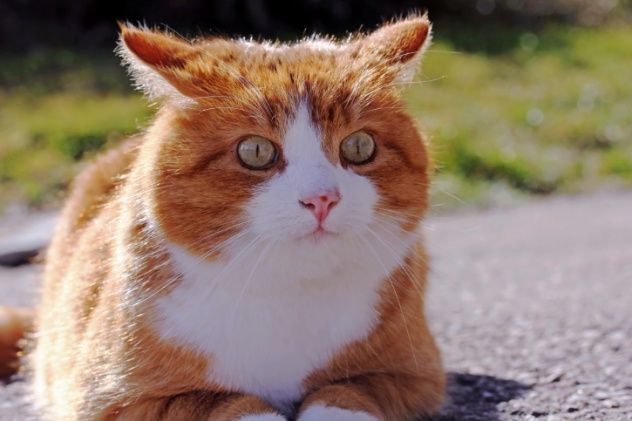 The Disturbed Cat