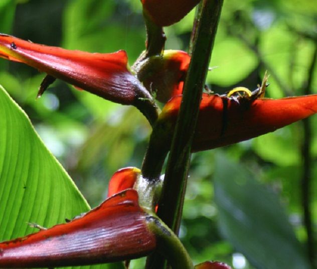 5 Heliconia