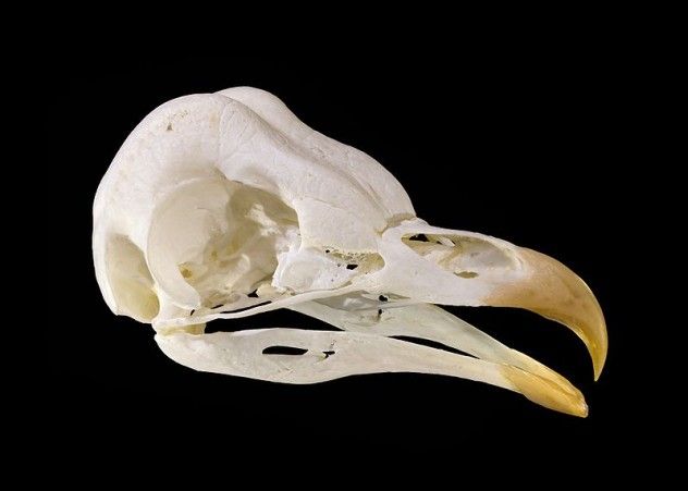6 avian olfaction