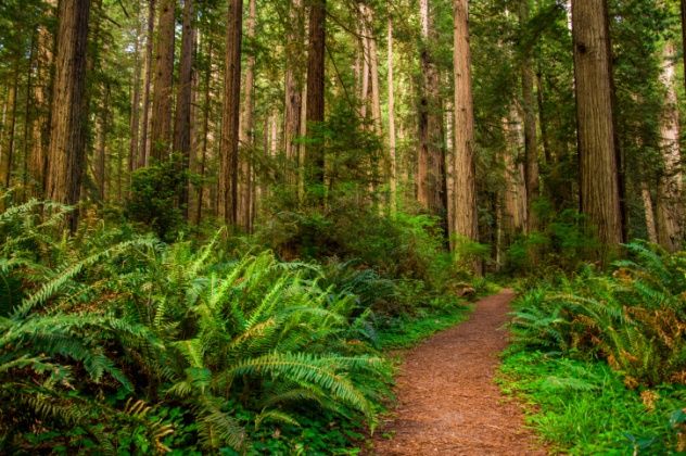 Redwoods