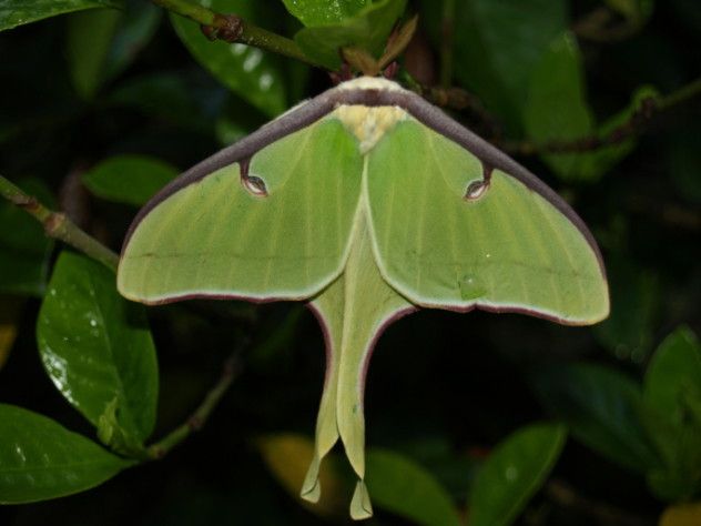 Luna Moth