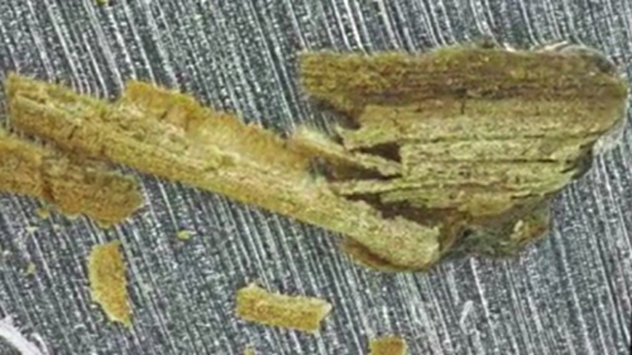 Fossil Plants
