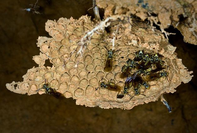 Hover Wasps