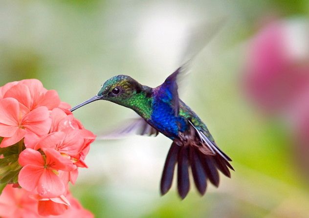 6 Hummingbird Flower