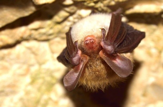 Bat