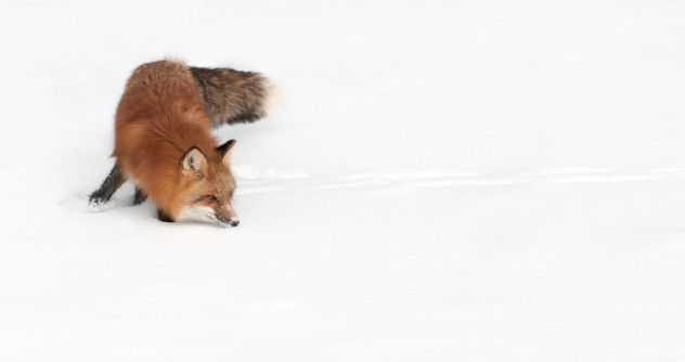 Foxes, however, are more than just predators; their skillset is incredibly advanced, involving abilities like magnetic hunting, which has been proven in studies over the past few years. This new discovery adds another layer to their already impressive repertoire.