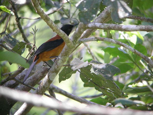 7 800px-Hooded_Pitohui