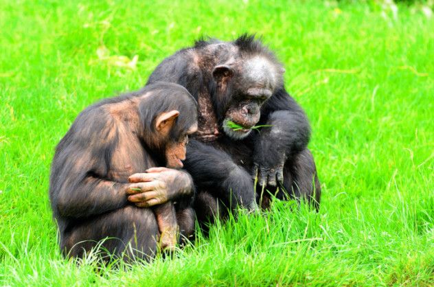Chimpanzees, our close relatives, are not only capable of complex communication but also have the ability to adapt and learn new dialects, further showcasing their remarkable cognitive flexibility.