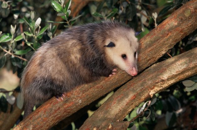 2 possum