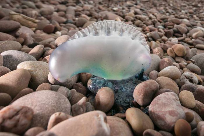 Storm Ophelia washes Portuguese Man O' War jellyfish onto the shores of Sidmouth.