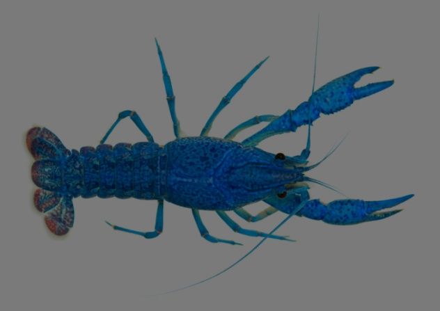Blue Lobster