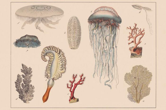 An illustration of a Portuguese Man O' War alongside other cnidarians.