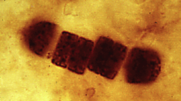 Cyanobacteria