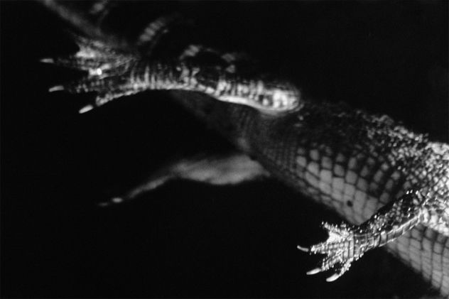 1- alligator