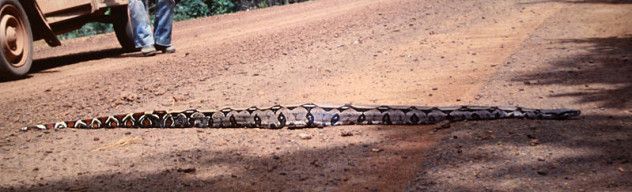 5 boa