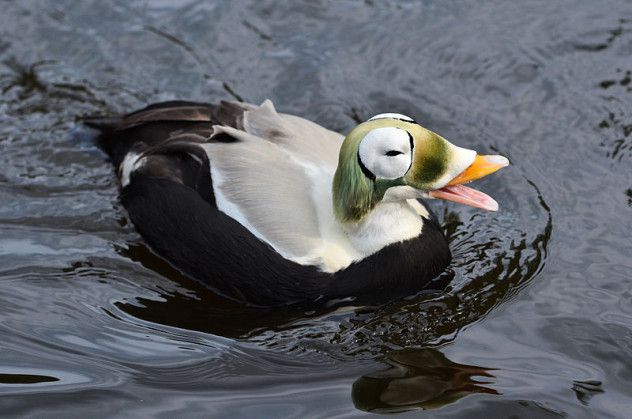 4 quack