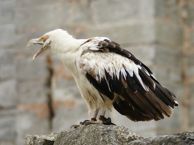 8 veg raptors