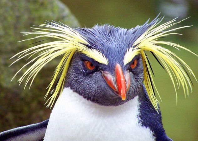 9 tropical penguin