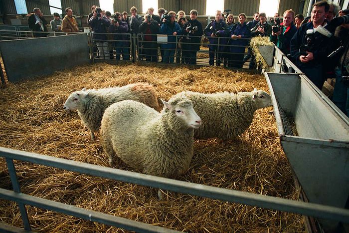 United Kingdom - Roslin - The Unveiling of Dolly the Cloned Sheep