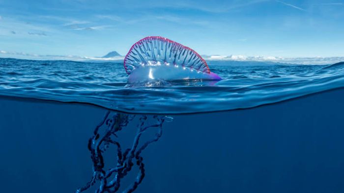 A Portuguese Man O' War spotted in the Azores.
