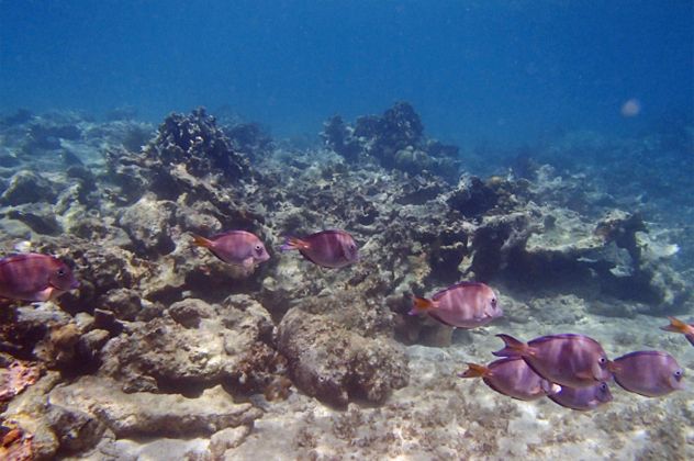 8- seamount