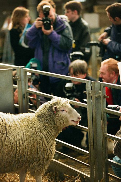 United Kingdom - Roslin - The Unveiling of Dolly the Cloned Sheep